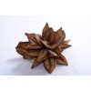 STAR PODS 8-12" Natural- OUT OF STOCK STAR PODS 8-12" Natural- OUT OF STOCK